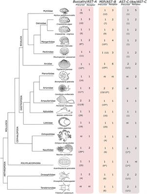 Evolution and Potential Function in Molluscs of Neuropeptide and Receptor Homologues of the Insect Allatostatins